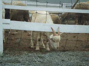 �l�������ā`