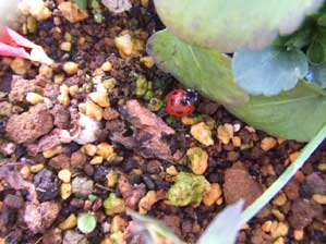 ���C�ł����[�[�[�[�[�[�[�I