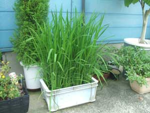 �V�g�̂����₫