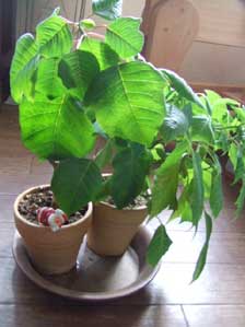 �|�C���Z�`�A