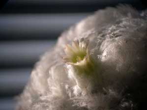 �T�{�e���̉�