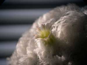 �T�{�e���̉�