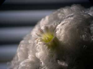 �T�{�e���̉�