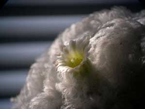 �T�{�e���̉�