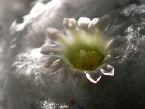 �T�{�e���̉�