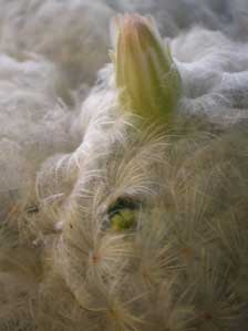 �T�{�e���̉�