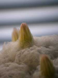 �T�{�e���̉�