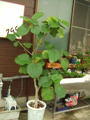 �E���x���[�^