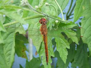 ���C�V���I