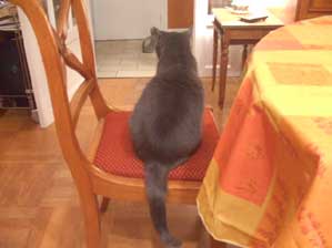 �t�����X�I