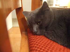 �t�����X�I