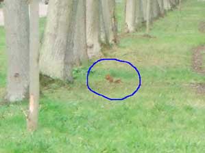 �t�����X�I