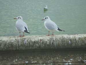 �t�����X�I