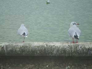 �t�����X�I