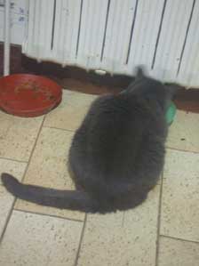 �t�����X�I