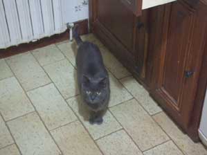 �t�����X�I