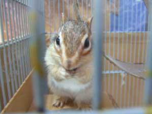 �������������`�@�����Ƃ��傤�����I