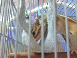 �����ɂ́@���������̂��ȁ`