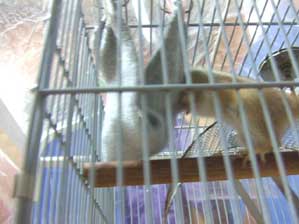 ���������@���������@�J�{�`���̎�`��