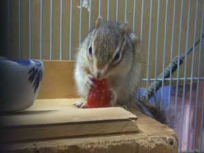 �h���C�t���[�c�����@���C�`�S���H�ׂ�����`�I