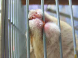 �ǂ��q�������W���`�`