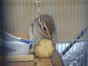 ��`���@����ŐH�ׂ���`