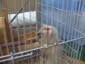 ���ɍÖ��p�H�@�C���`