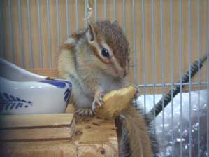 �ꂵ���Ȃ��Ă����`�`�@�ł��@����΂�I