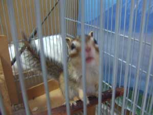 �{�N����낵�����肢���܂�