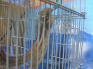 ����Ȃ��Ɓ@�Ȃ����`�@���`�`�������������`�I