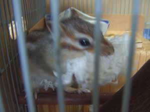 �����ƒ��Ղ́@�|�[�Y����I�@