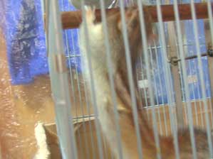 ������`�@���̂������������ˁI