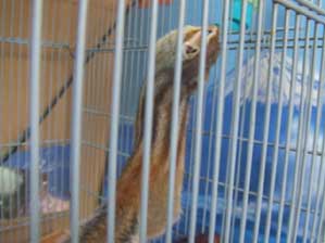 ��-���I�@�����H�ׂ���̂Ǌ�����������B