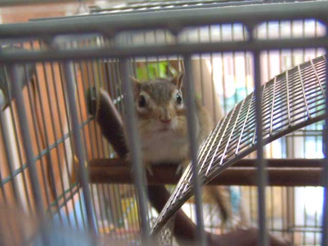 ��납��̍U���Ɂ@�E�j�@�r�b�N�V�`�I