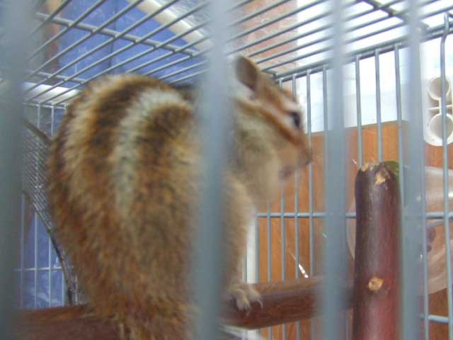 ���̓V�}���X�@�u�E�j�v�ł���