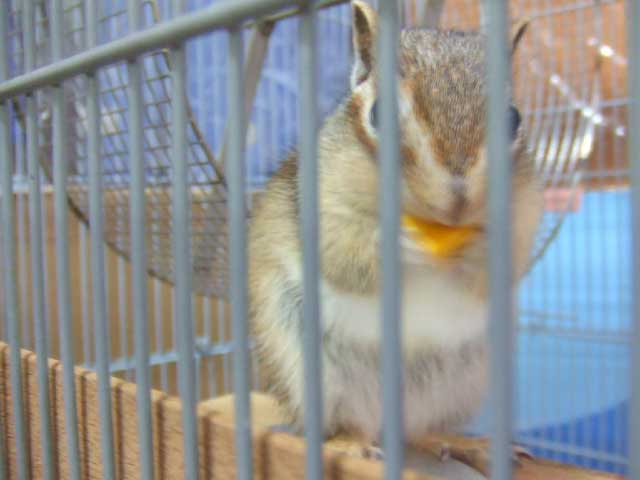 ��������������I�@�ł��@���̓J�{�`���ɖ����I