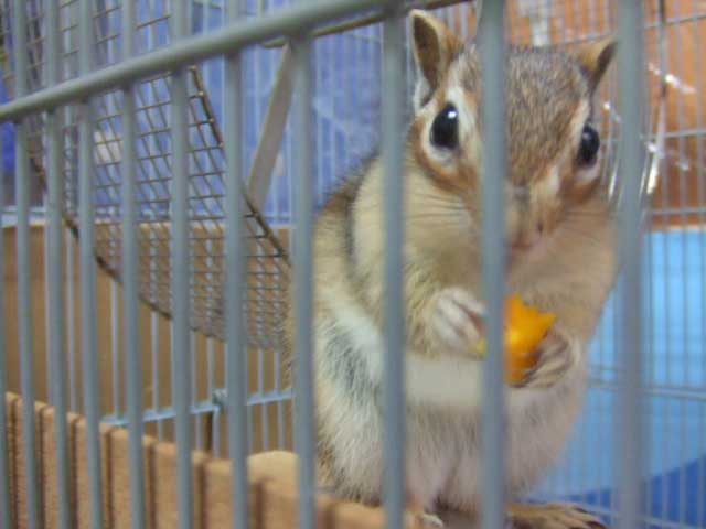 ���ꂵ���`��`�I