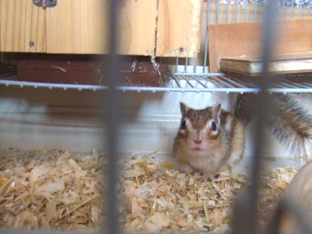 �u�s�^�b�v�@�Z�[�t�I