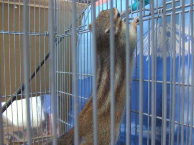 �����ł���A���x�͐��L�E�C���傤�����ˁB