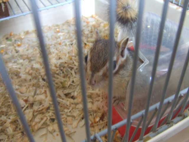 �o�����I