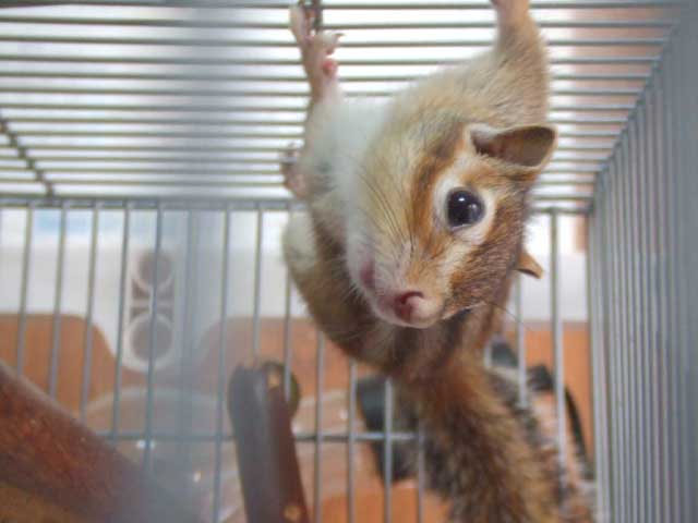 ����Ȏ��ł����I