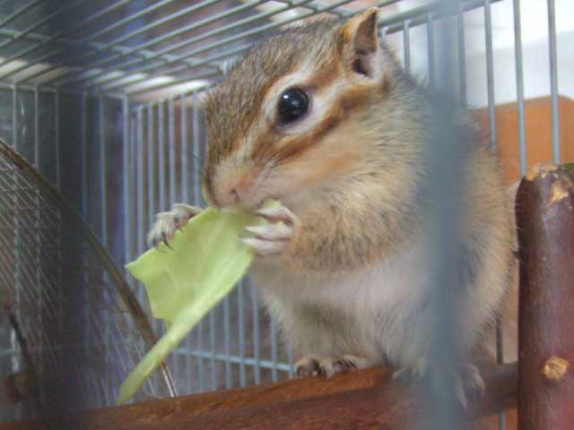 ���̃L���x�c�@�Â��Ă���������`