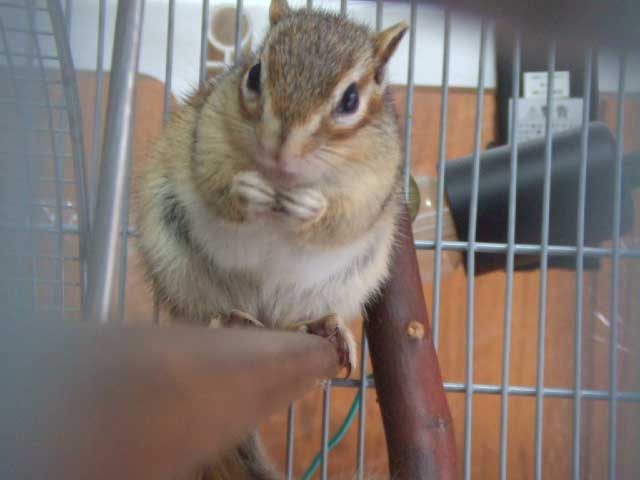 �������������`�@���`��ԐH�ׂ��������B