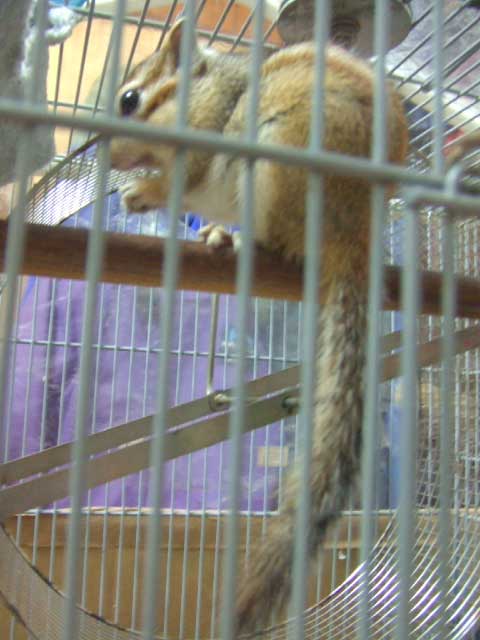 �傫���Ȃ����T�I