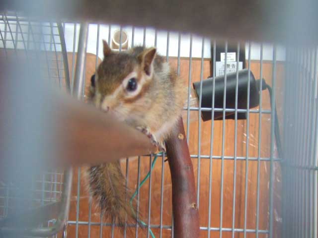 ���`���Ƃˁ`�@�Á`���J�{�`���I