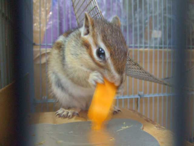 ���̃J�{�`���@�Â��Ă���������`�A���肪�Ƃ��I