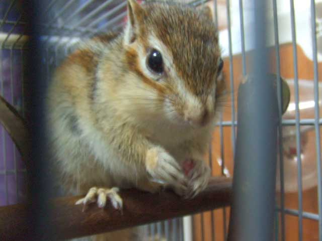 ���ɂ͐H�ׂ����Ă���Ȃ��̂ˁI