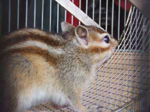 ���������C�ɃN���N���񂷂��`