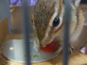 �V�N���ˁ`�@���������`