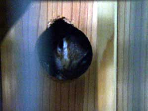 ������`��